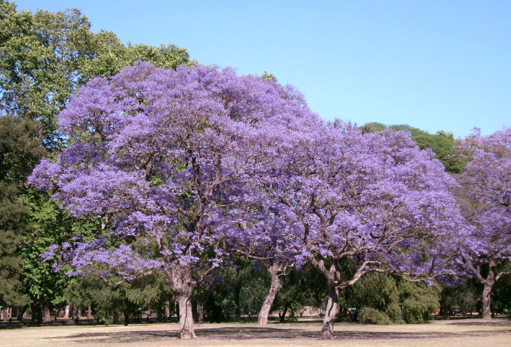 Jacaranda en fleur à Buenos Aires sur une place
