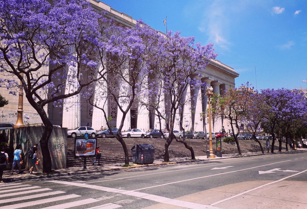 Jacarandas en fleur à Buenos Aires sur le trottoir de la faculté d’ingénierie sur l’avenue Paseo Colón