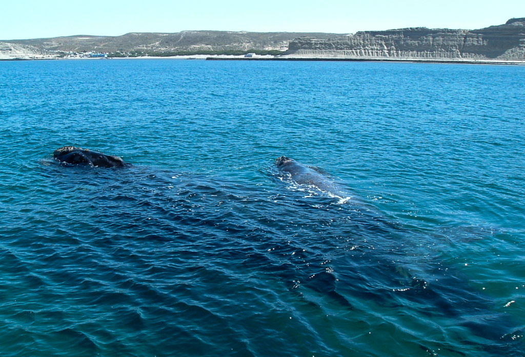 Baleine et son baleineau dans l’eau dans le Golfo Nuevo