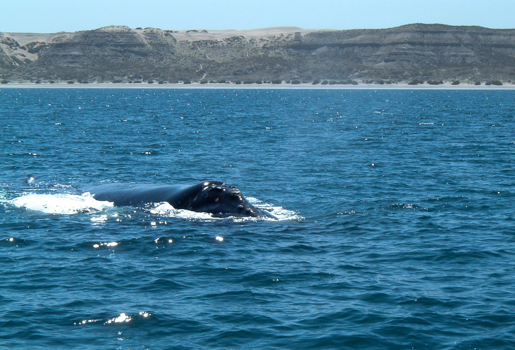 le dos d’une baleine qui émerge de l’eau. Il est proche de la côte du Golfo Nuevo qui est l’endroit où on peut voir les baleines en Argentine