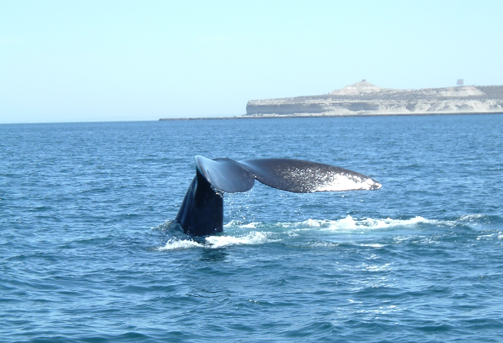 queue de baleine franche australe a Puerto Madryn Peninsule Valdes