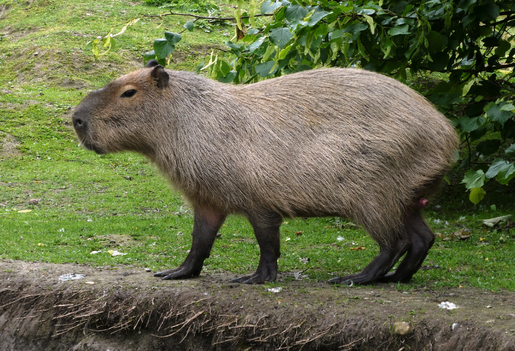 Capybara au nord est de l'Argentine