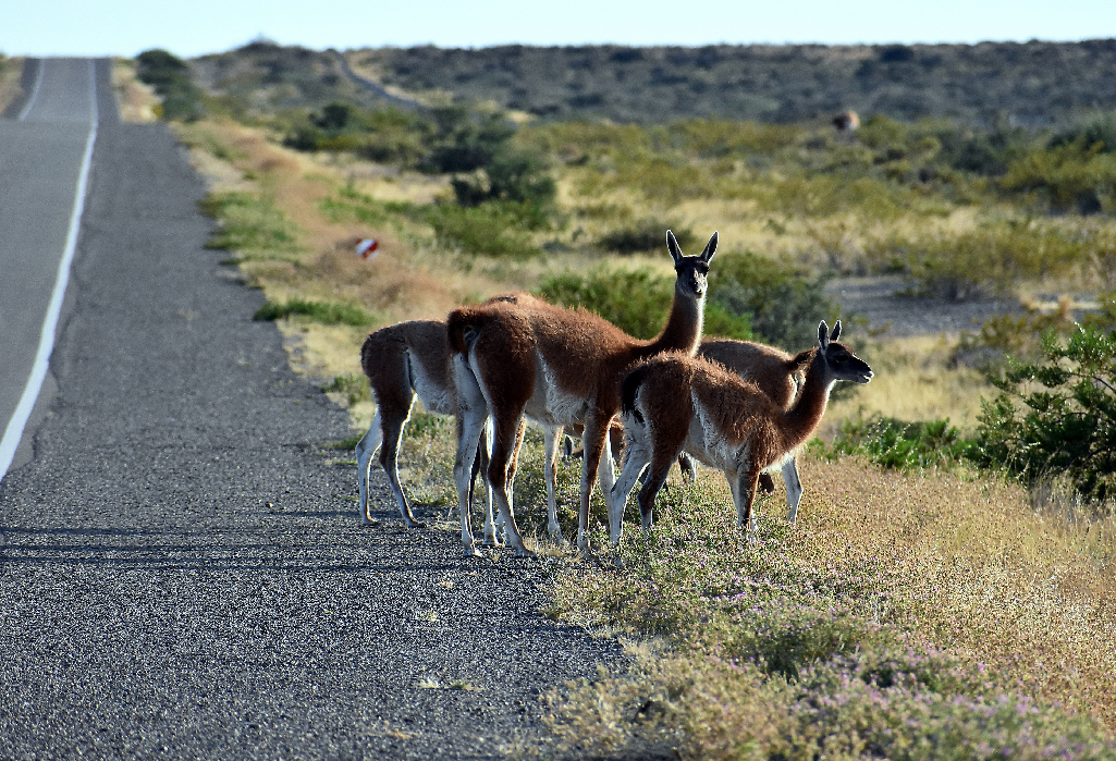 guanacos sur la route en patagonia faune de l'Argentine