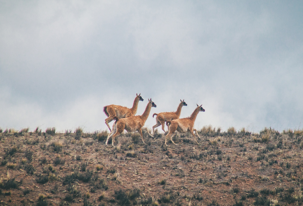 lamas au nord ouest de l'Argentine faune de l'Argentine