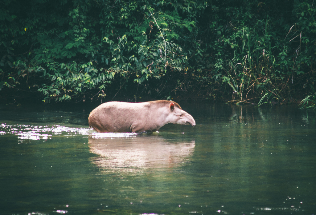 tapir qui entre dans l'eau a Iguazu