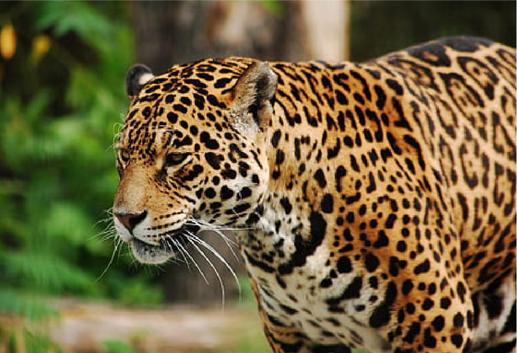 jaguar en argentine iguazu