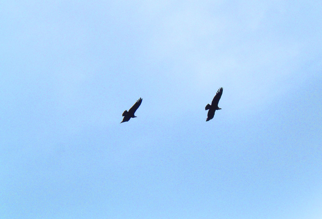 Condors sur le ciel d'El Chaltén.