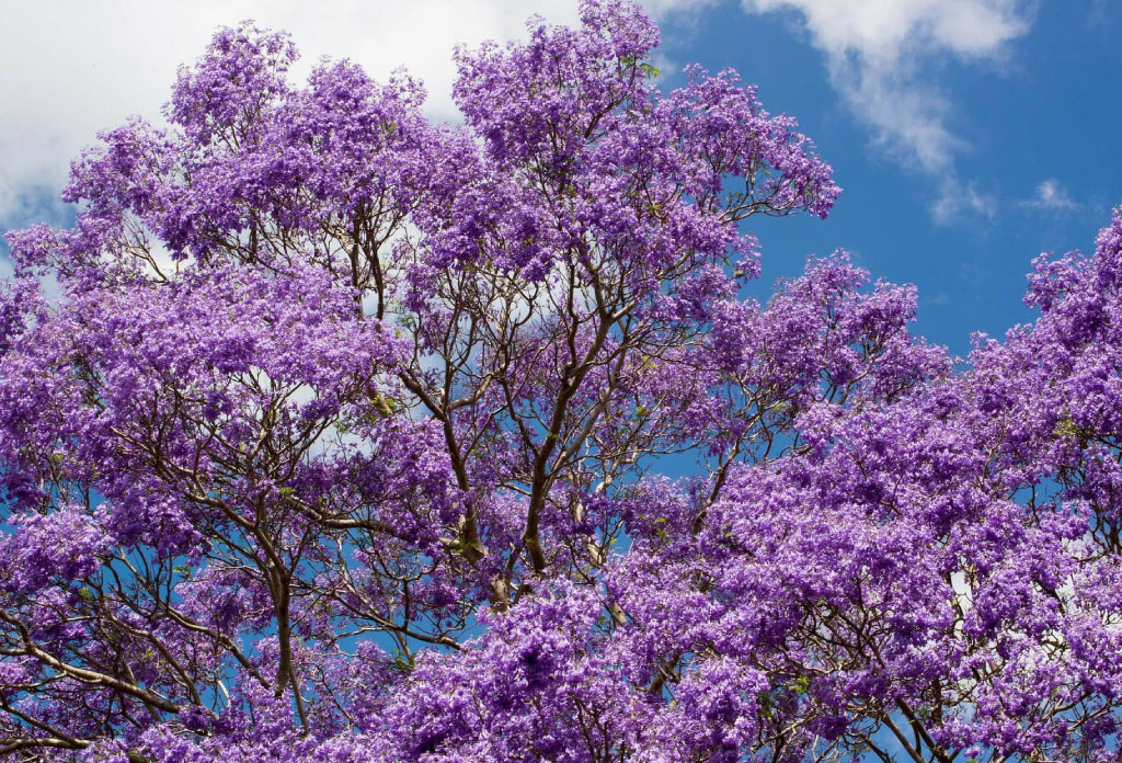 beaucoup de fleurs de Jacaranda avec un ciel au fond