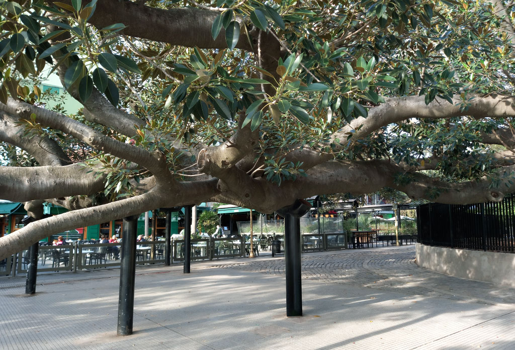 détail des entretoises qui supportent l'arbre gomero de la Recoleta