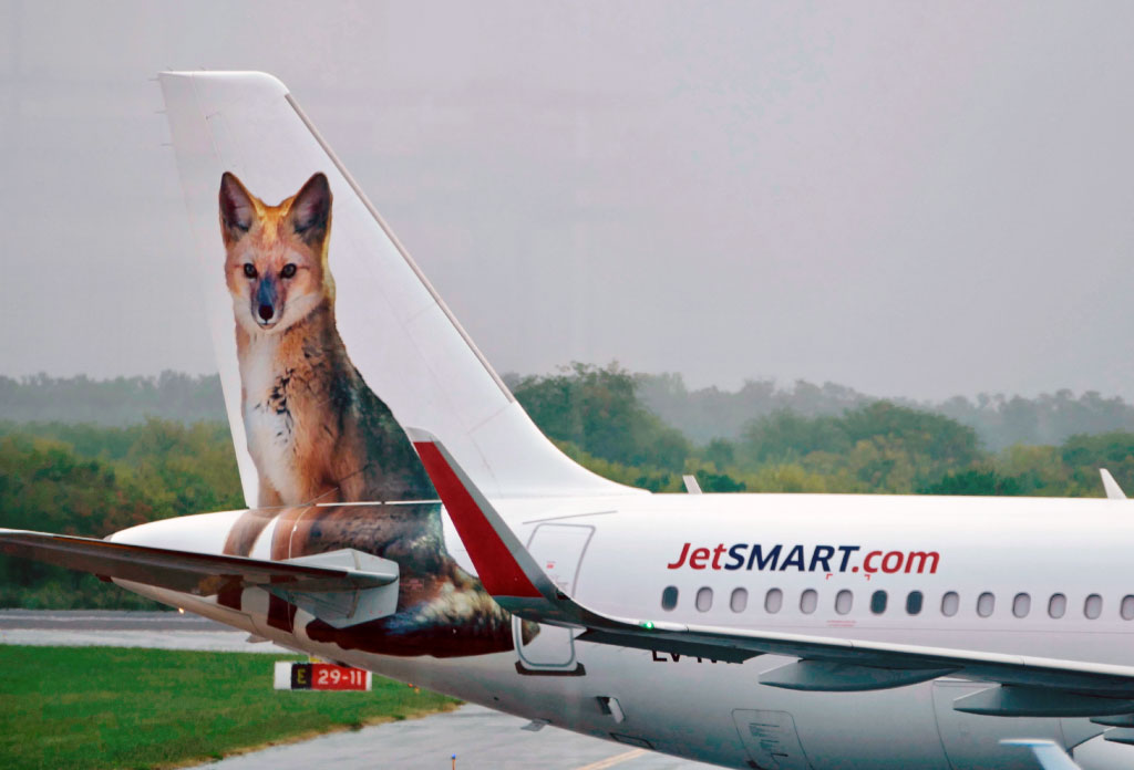 photo de la queue d’un avion de jetsmart. L’image d’un renard a été peinte sur la queue. L'une des compagnies aériennes low cost en Argentine
