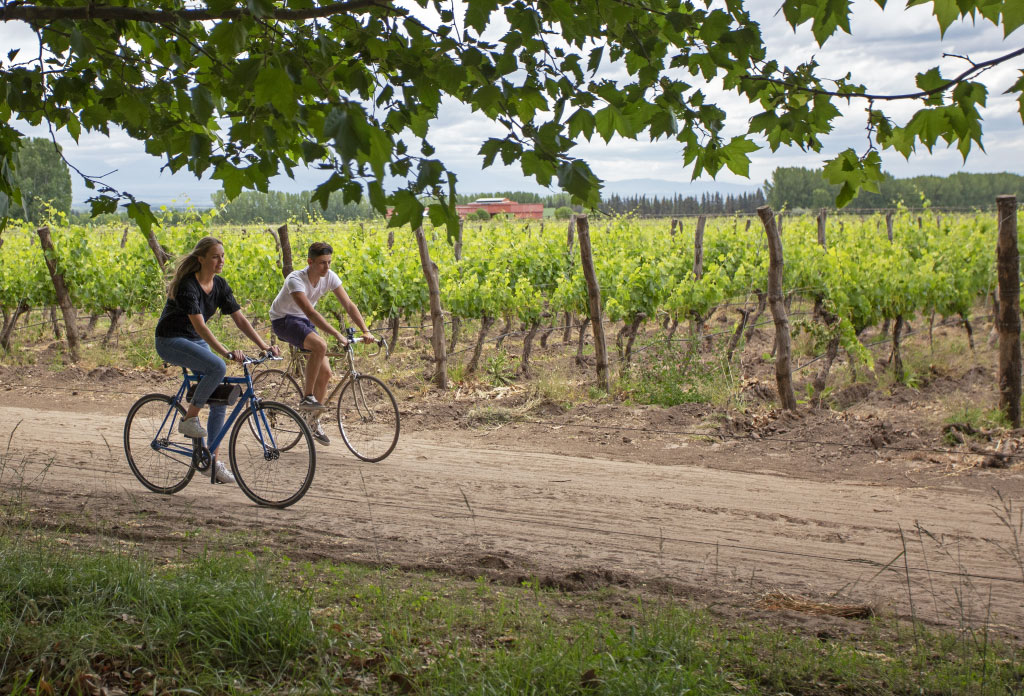 deux personnes à vélo à côté des vignes