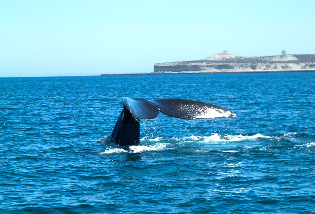 queue d’une baleine qui plonge dans l’eau