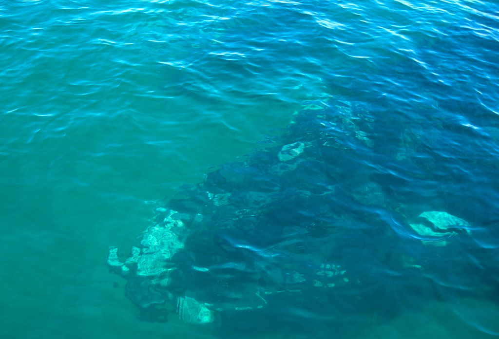 silhouette d’une baleine sous l’eau