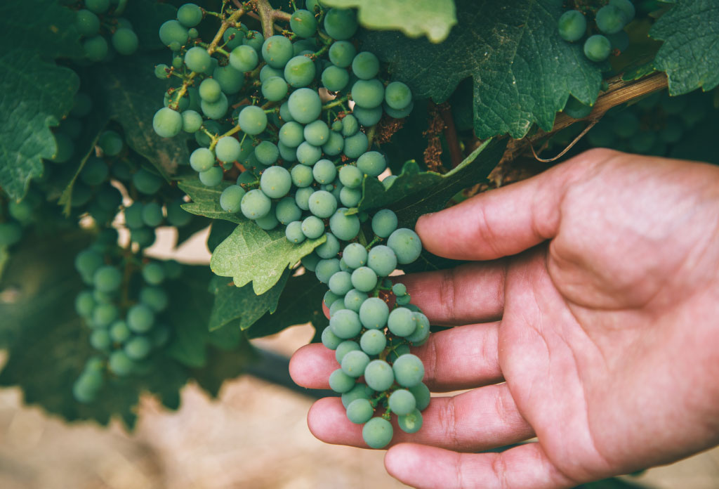 une main tient un faisceau de raisins accroché à une vigne