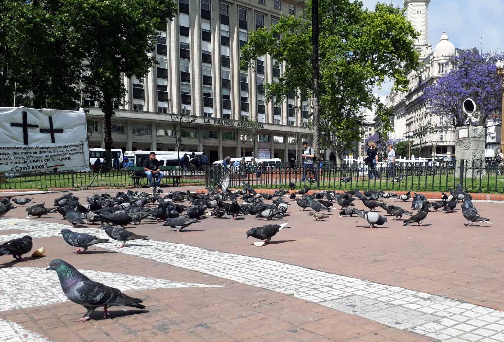 pigeons mangeant sur le plancher de la place de mai