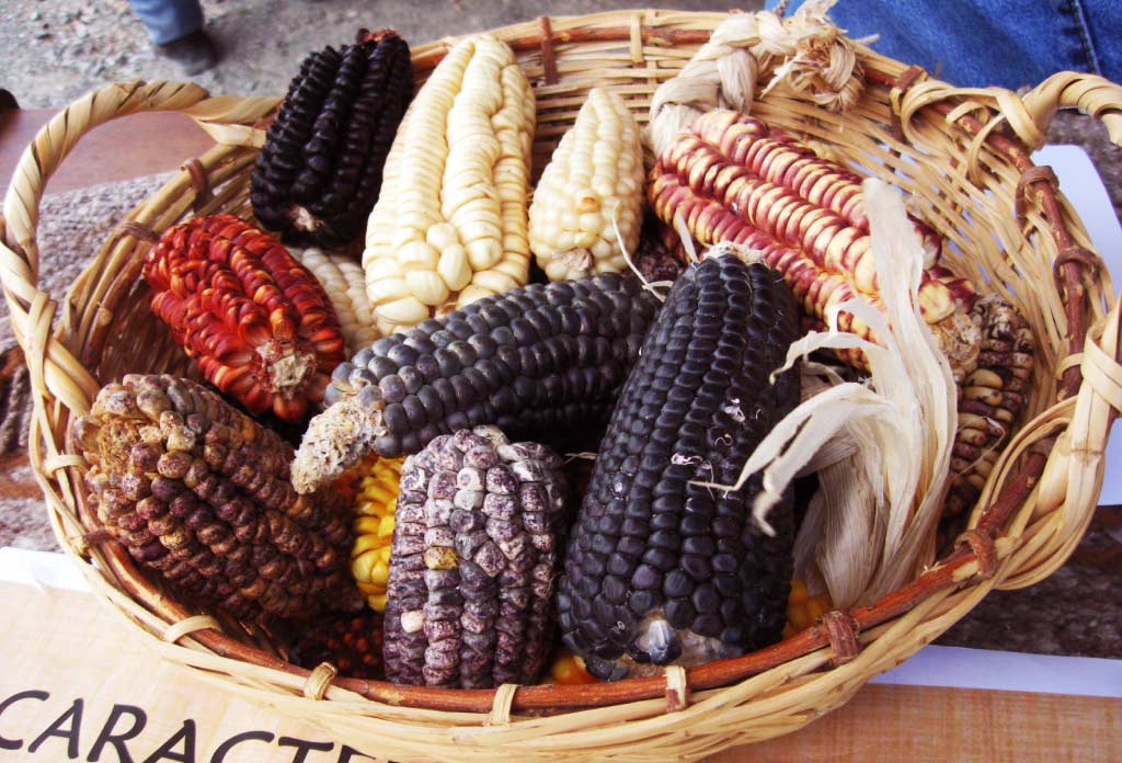 panier avec différents types de maïs de différentes couleurs