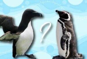 dessin avec l’image d’un pingouin et un manchot