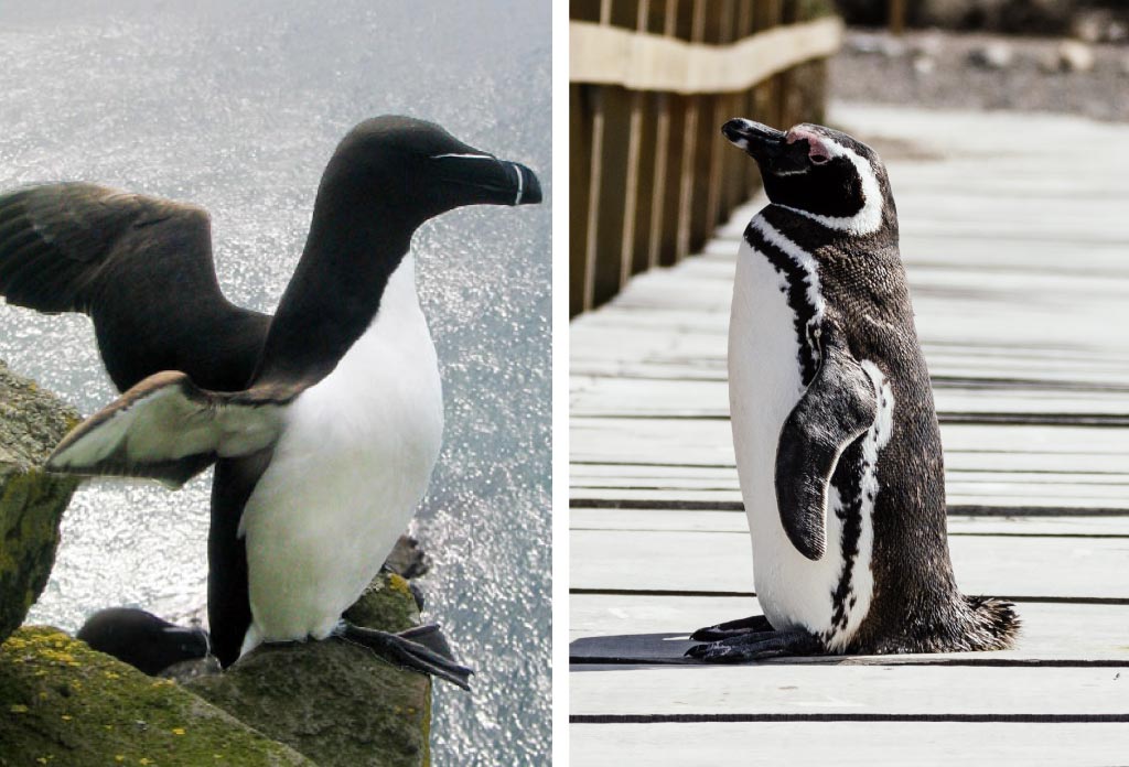 deux photos jointes .... d’un pinguoin à gauche et un manchot à droite. différence entre un manchot et un pingouin