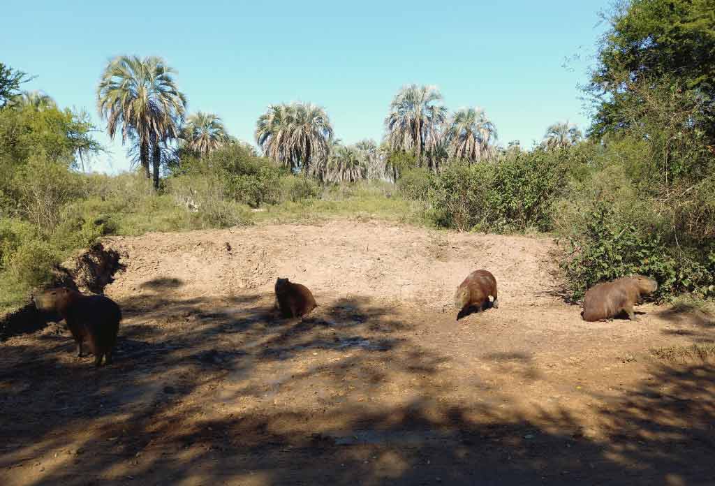 un groupe de capybaras en argentine en famille sur la terre avec des flaques d’eau