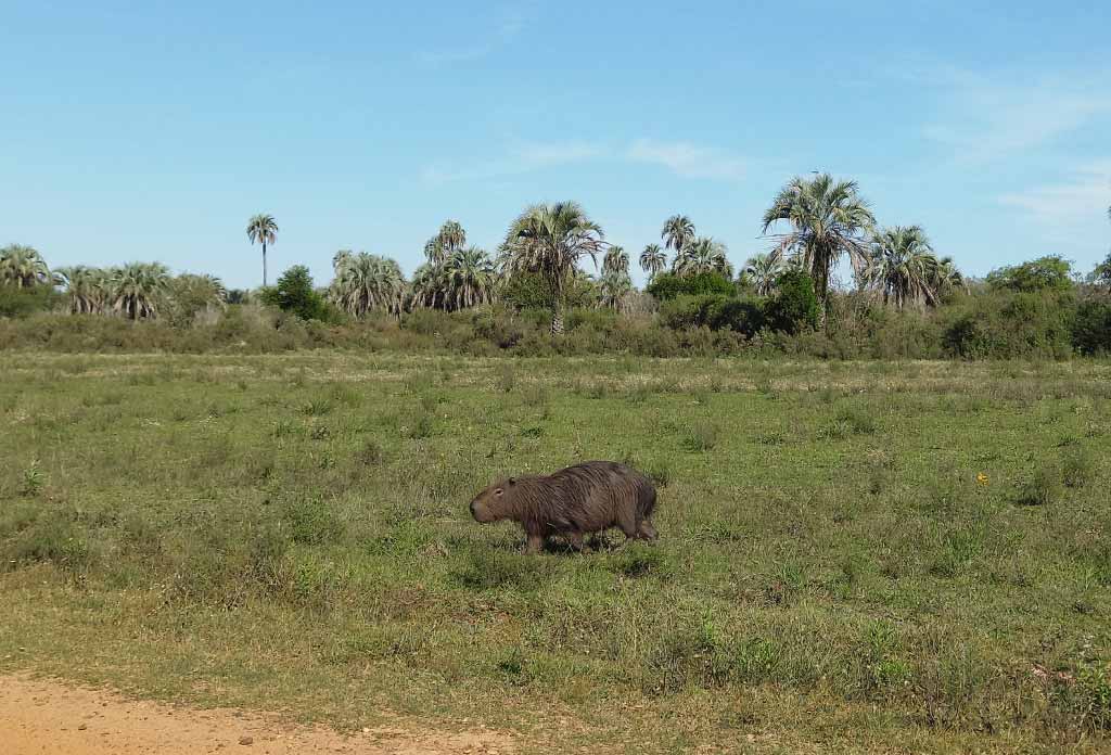 un Capybara marcher sur l’herbe et à côté de la route en terre