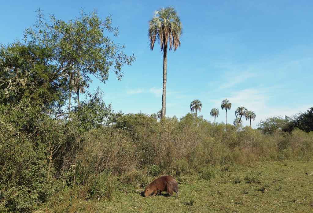 un Capybara mangeant de l’herbe et derrière plusieurs palmiers