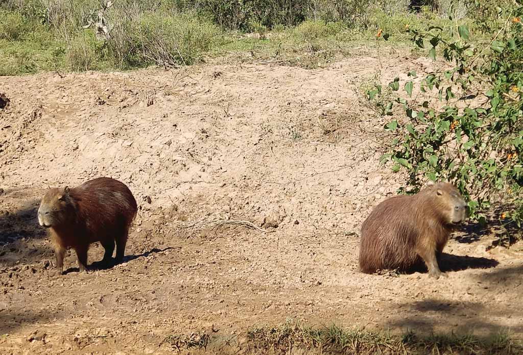 un groupe de capybaras en argentine en famille sur la terre