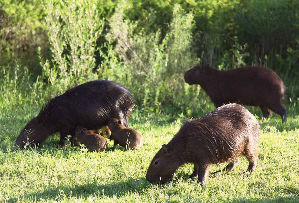 un groupe de capybaras en argentine en famille sur le pâturage