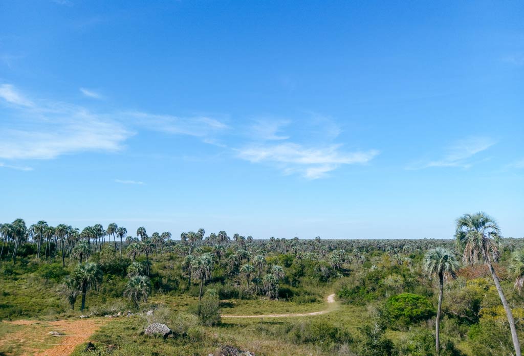 paysage du parc national El Palmar avec des sentiers et des groupes de palmiers