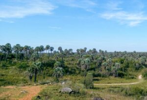 image du parc national Palmar avec un groupe de palmiers et en face d’eux un sentier à parcourir à pied