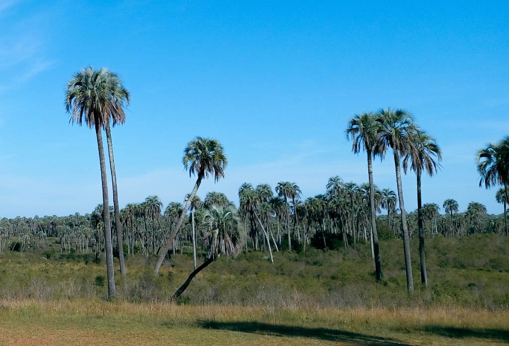 Groupe de palmiers Yatay