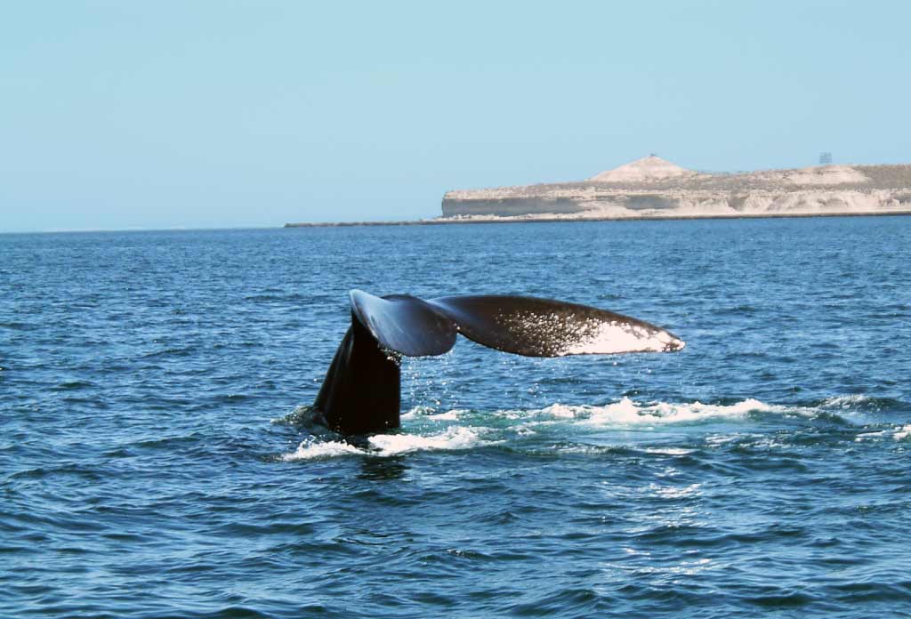 queue de baleine sortant de l’eau