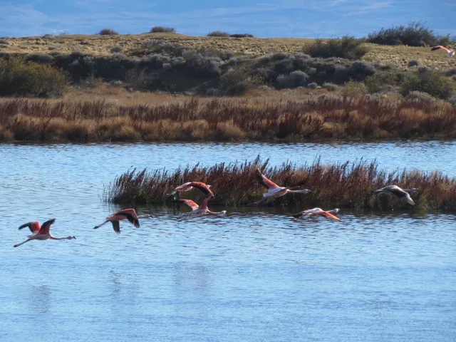 Flamants roses volant au-dessus d'un lac et d'une prairie. Une des activités recommandées pour que faire a El Calafate en 3 jours.